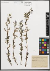 Foto von Salix purpurea L.